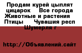 Продам курей цыплят,цицарок. - Все города Животные и растения » Птицы   . Чувашия респ.,Шумерля г.